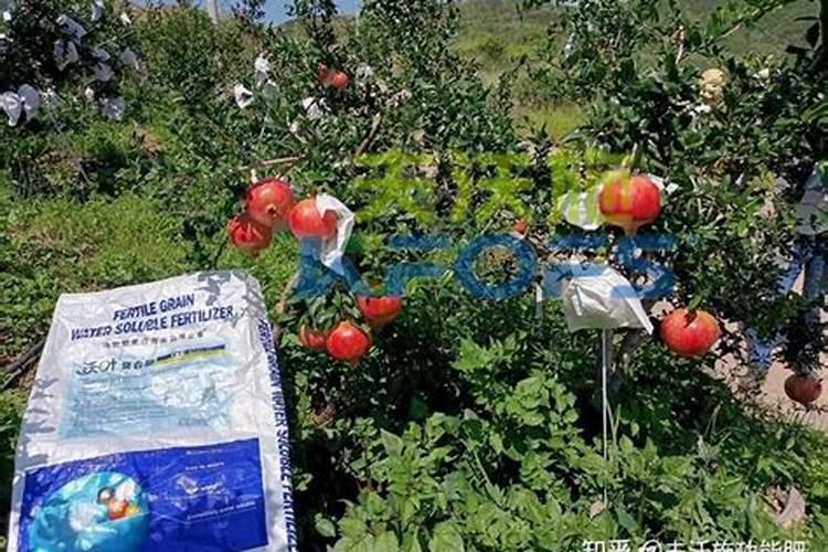 果树春季巧施草木灰,应该怎么做呢？