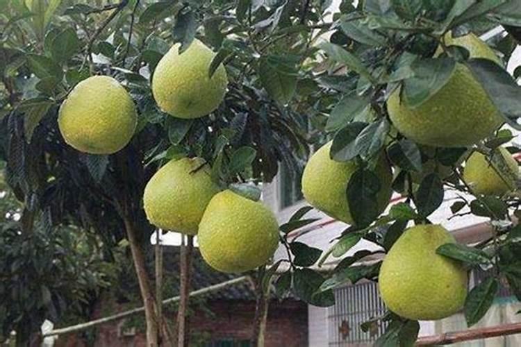 光合细菌应用的危害