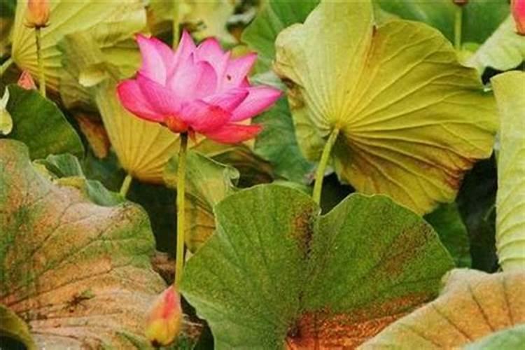 盆栽荷花怎样施肥？施什么肥好？