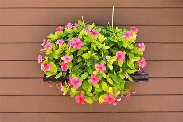 桂花能用三元复合肥吗