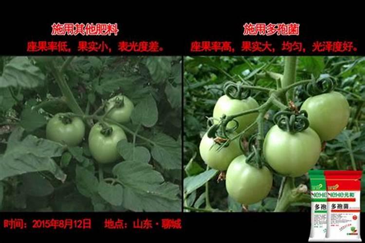全营养水溶肥微生物菌剂有哪些