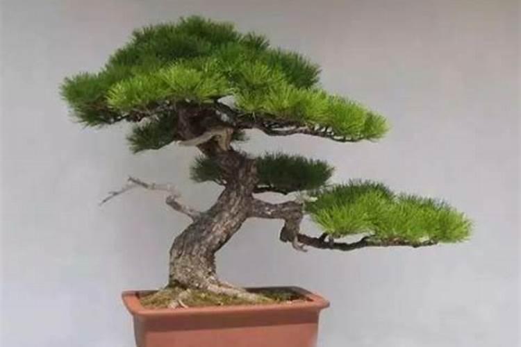 黑松换盆后多久浇水一次