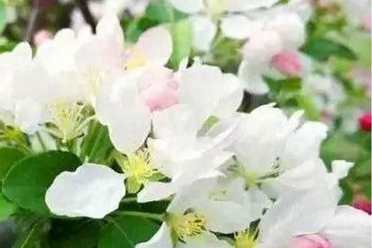 怎么让波斯菊延迟开花