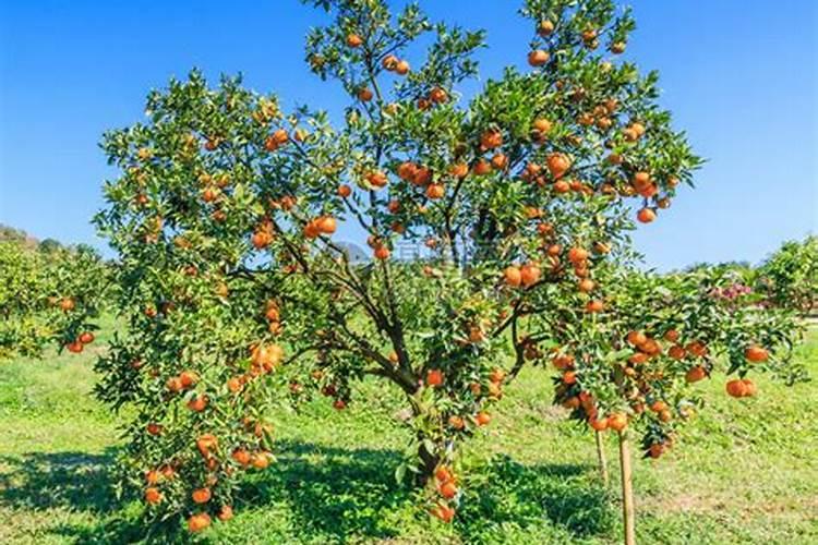 橘子树冬天施什么肥