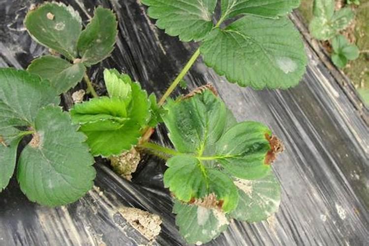 盆栽草莓浇水有哪些误区