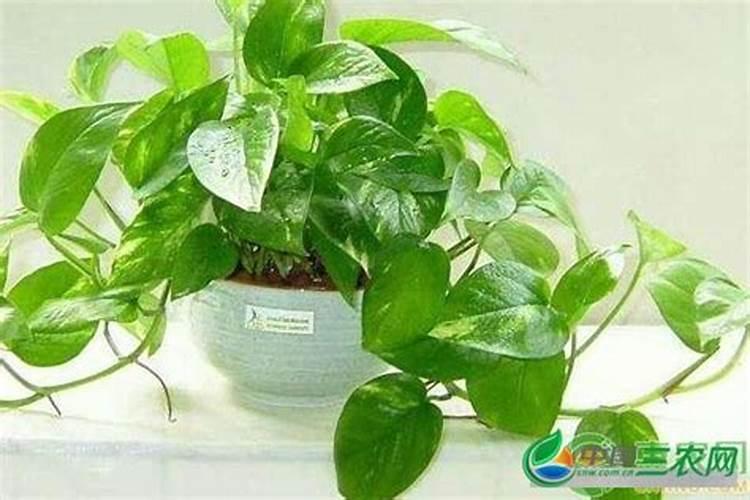 绿色怎么养才能更旺盛 绿色如何养才能更旺盛