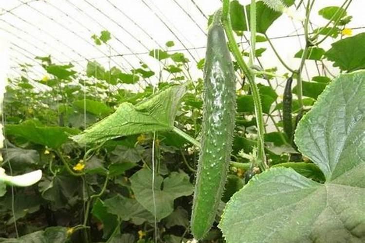 黄瓜冲施哪种水溶肥好