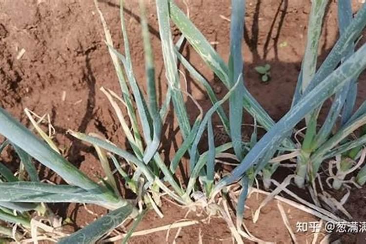 施肥方法!大葱用什么水溶肥长的又壮又旺？