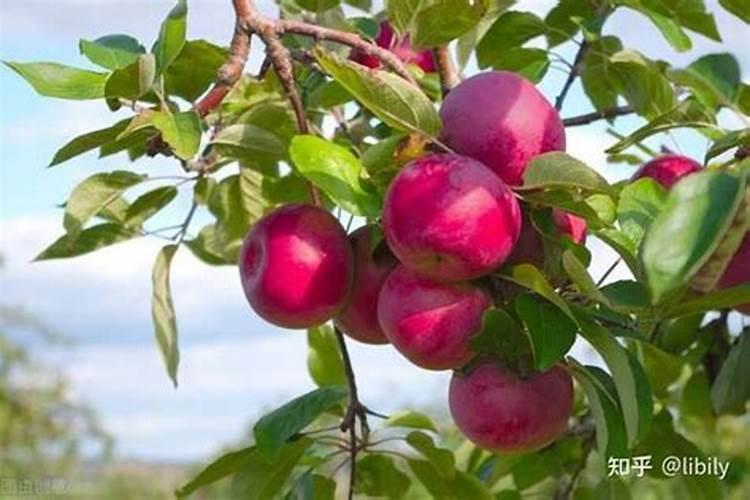 黄腐酸钾的执行标准是多少