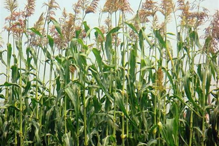 上海话里的“地落苏”写成普通话是什么啊？