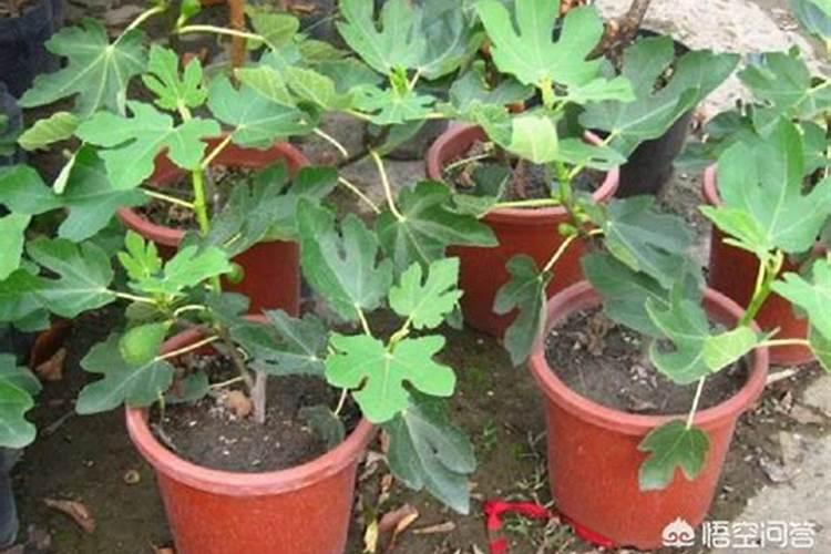 无花果施什么肥好
