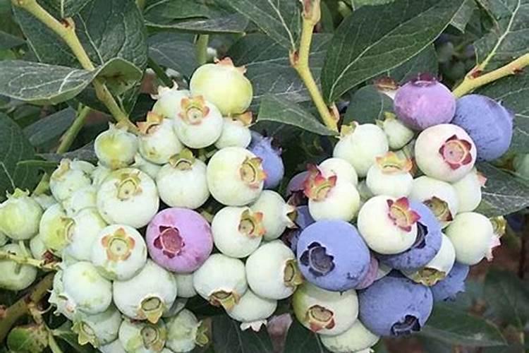 蓝莓都在什么时间段使用硼肥？