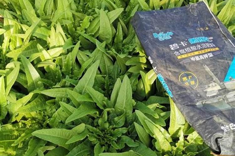 自制水溶肥配方比例