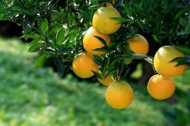 柑橘挂果什么时候停施肥