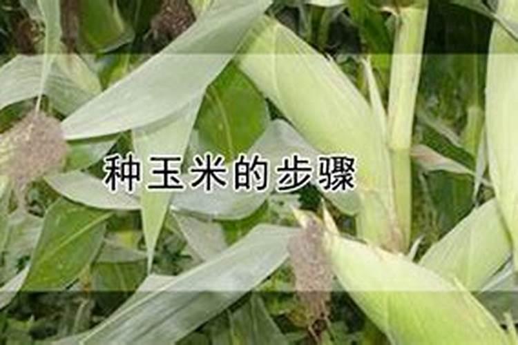 玉米一次性肥料哪个好