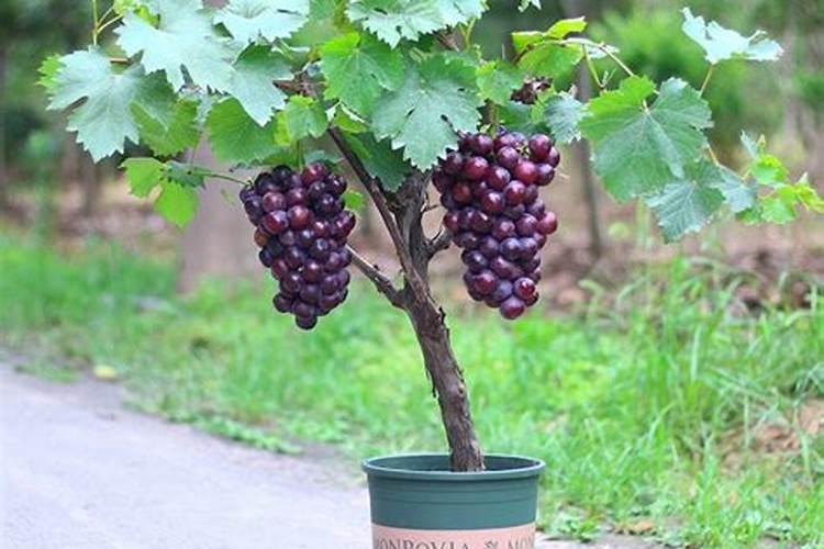 火龙果多久施肥