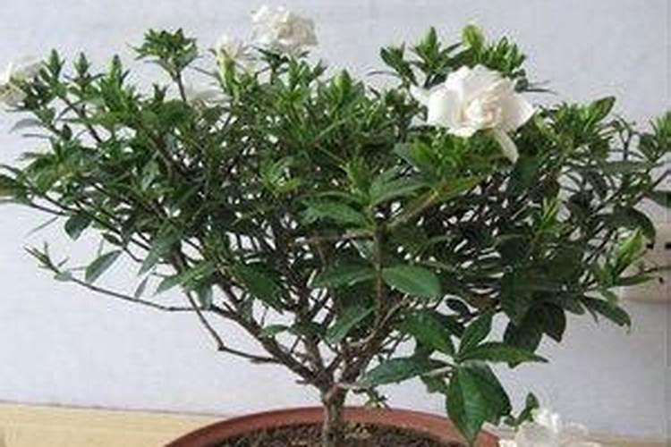 栀子花什么时候施肥