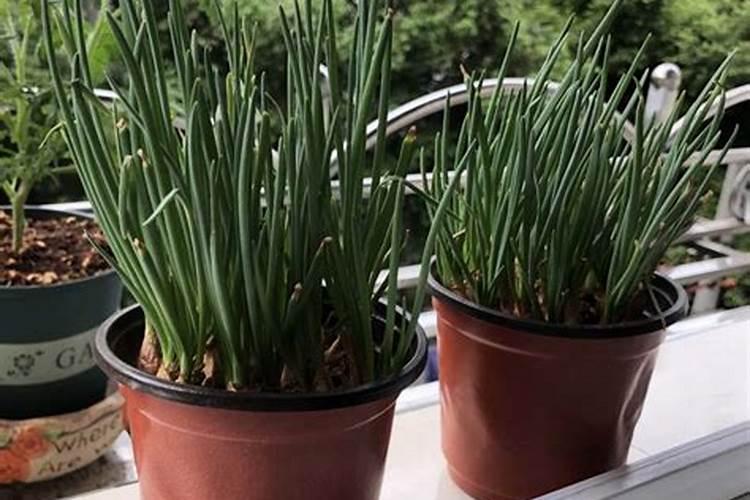 促进开花施什么肥料(果树促花用什么叶面肥好)