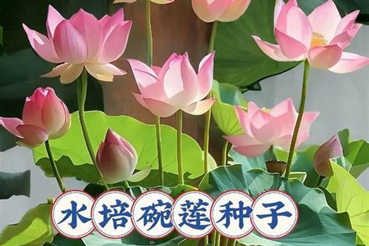 碗莲的种子什么时候用水溶肥