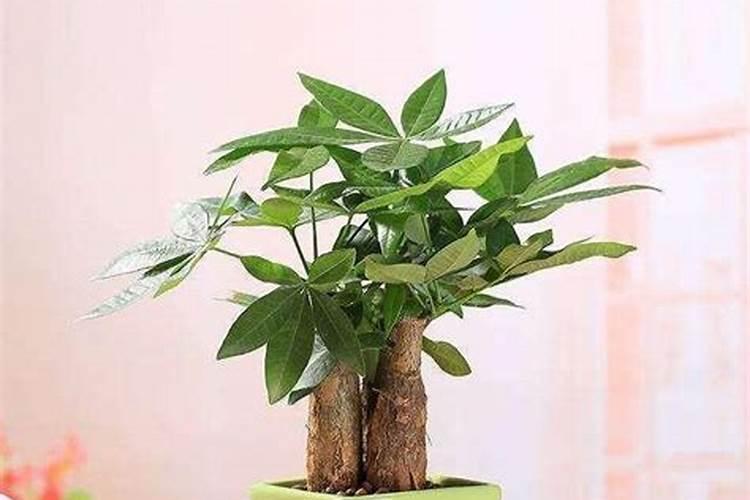 怎样让发财树快速生根
