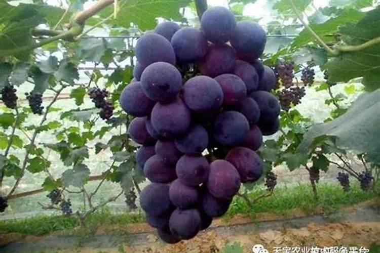 如何增加葡萄甜度
