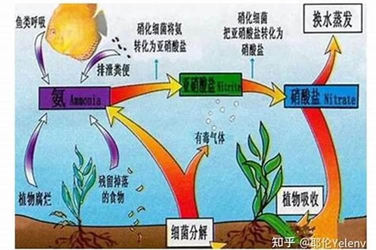 有机氮转化为氨氮原理