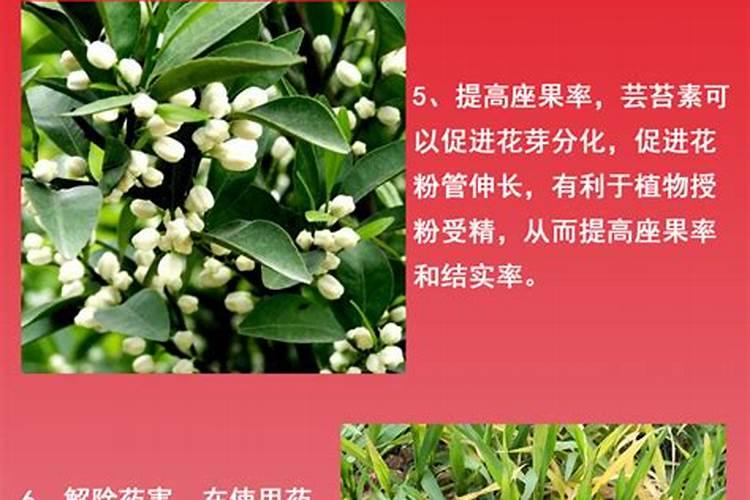 辣椒开花期能喷芸苔素和二氢钾吗