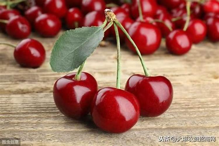 种樱桃树用什么肥料？