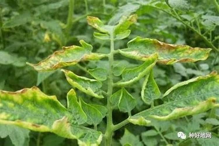 冬季西红柿施肥时间和方法 冬季西红柿如何施肥