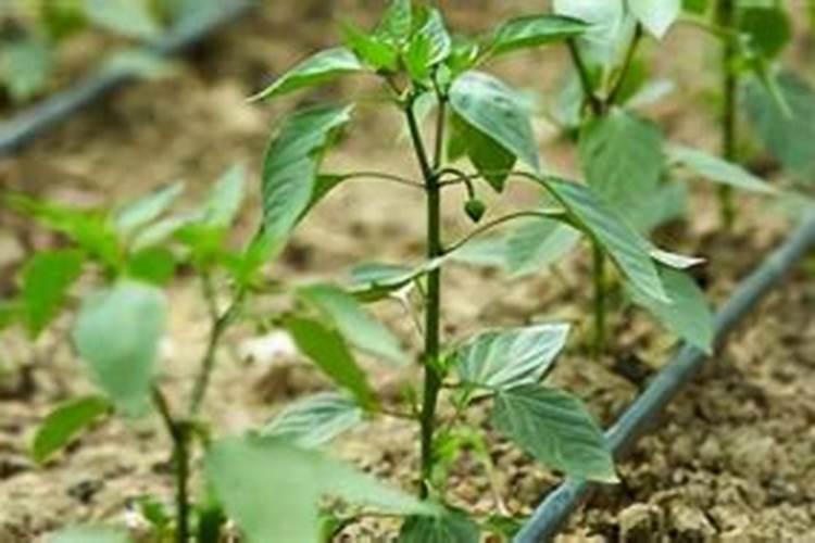 辣椒开花期一亩地滴两公斤左右高钾肥合适吗