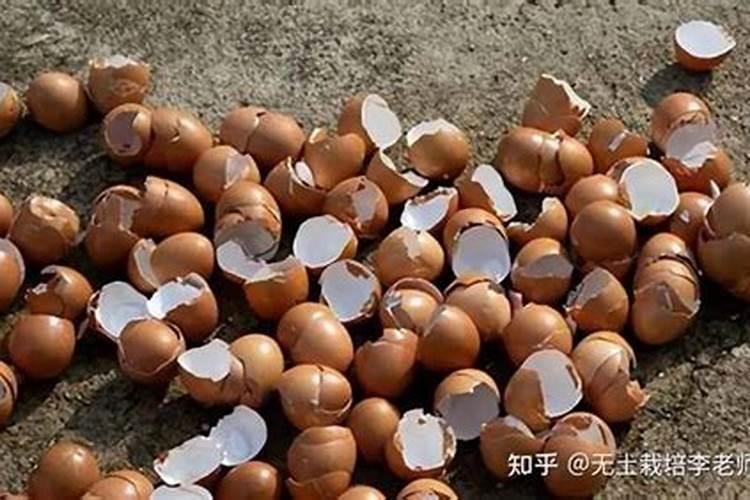 生鸡蛋埋在花盆里好吗？