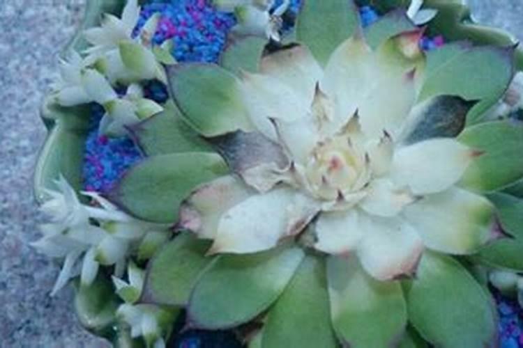 水溶肥≠冲施肥!千万别再搞混了!