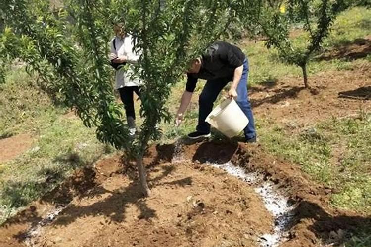 苹果树施什么有机肥最好