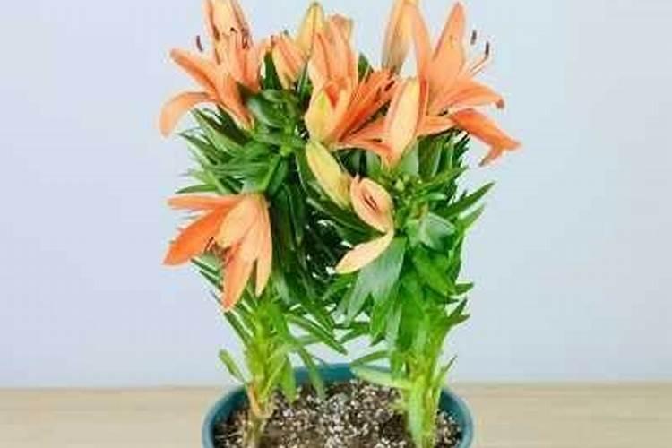 盆栽百合花施什么肥好呢？百合花怎么施肥呢？