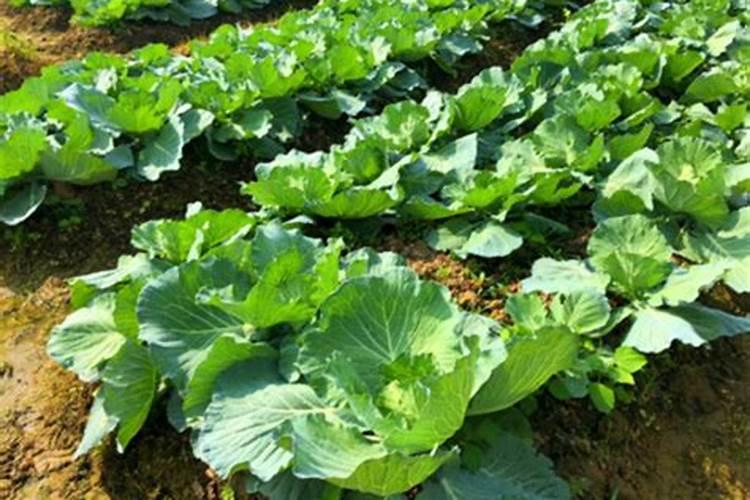 水溶肥的肥效能保持多长时间