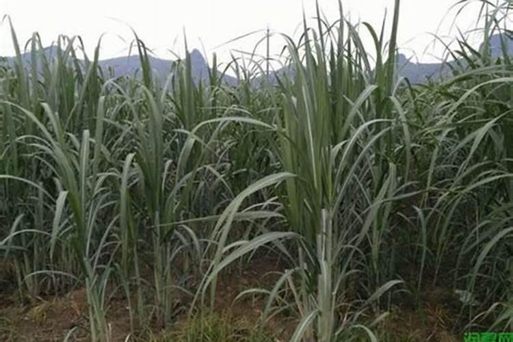 水溶肥果树灌根正确方法