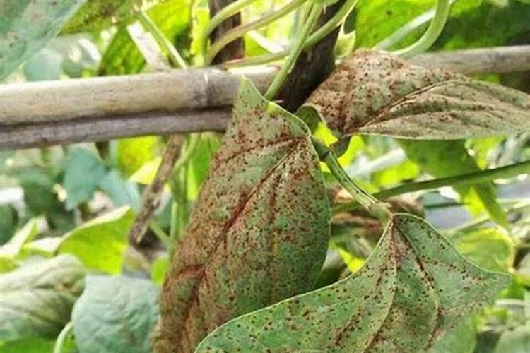 请问豆角锈病用什么药剂防治？