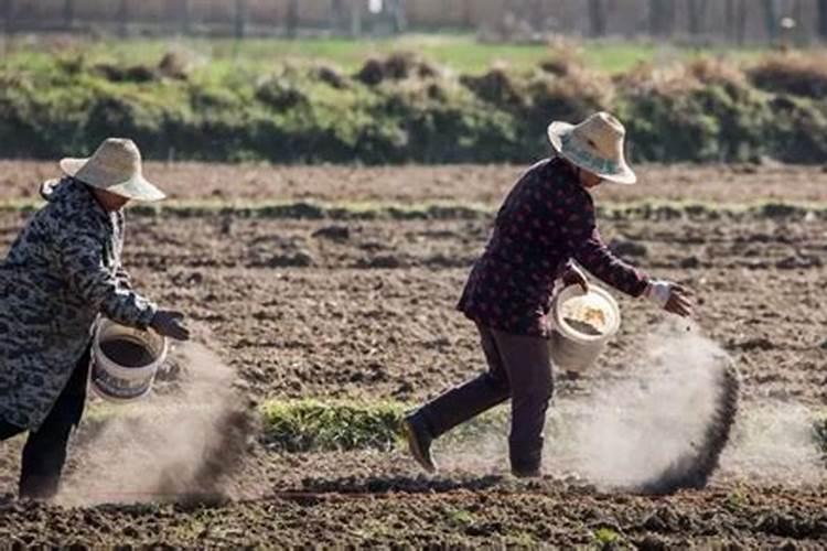 发财树怎么施肥