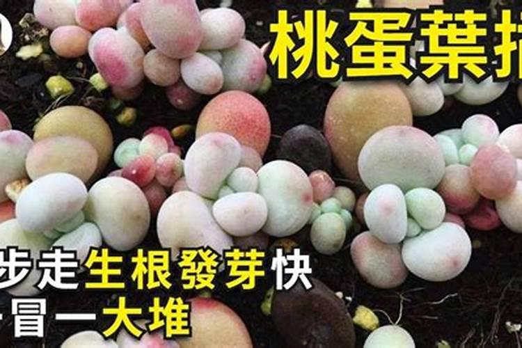 桃蛋好难生根的方法