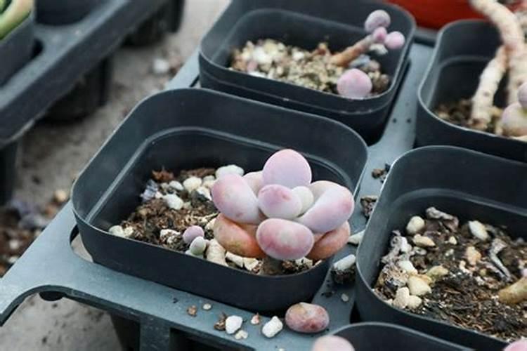 桃蛋好难生根的方法