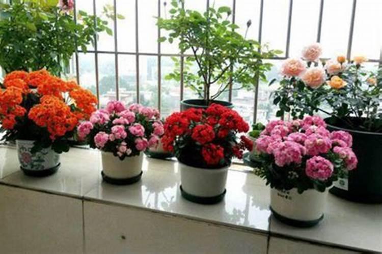 长寿花浇什么肥促开花