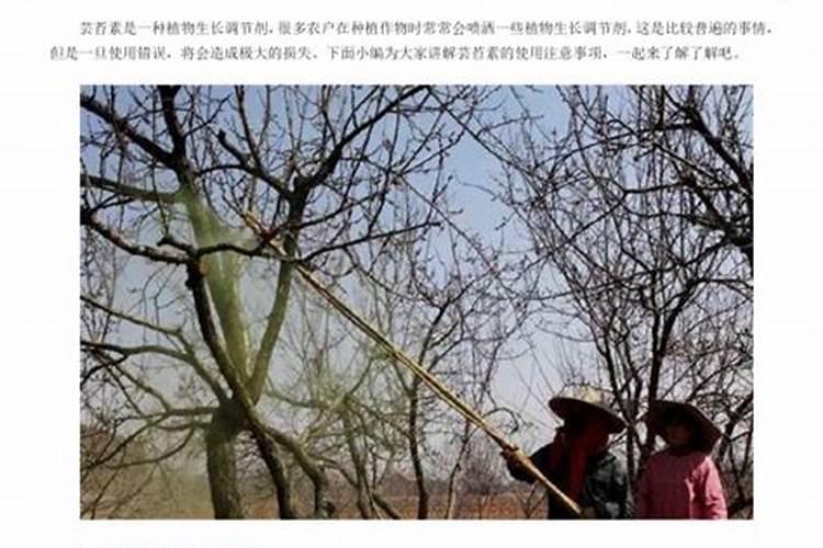 芸苔素冬枣啥时间用,比例多少。 蕾期花期可以用吗？ 芸苔素可以给冬枣灌...