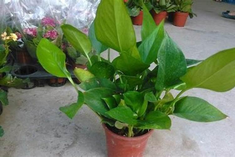 绿萝施什么肥好