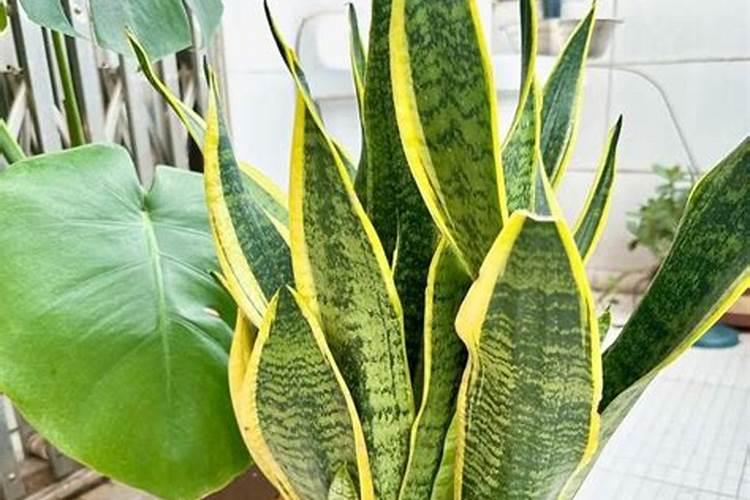 虎皮兰怎么养才能开花 虎皮兰怎样养才能开花