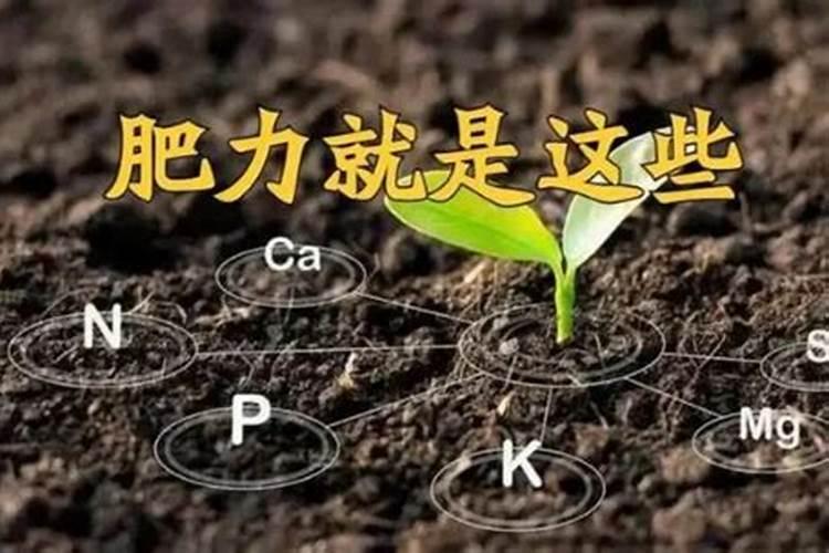 土壤肥力与哪些因素有关