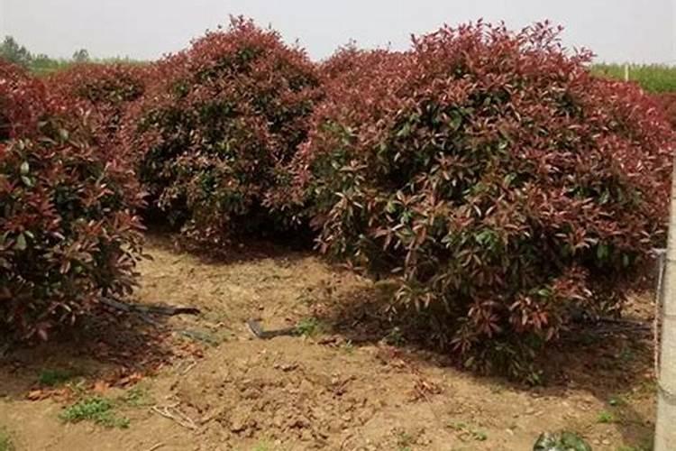 红叶石楠这样管理,它的叶子会更红!