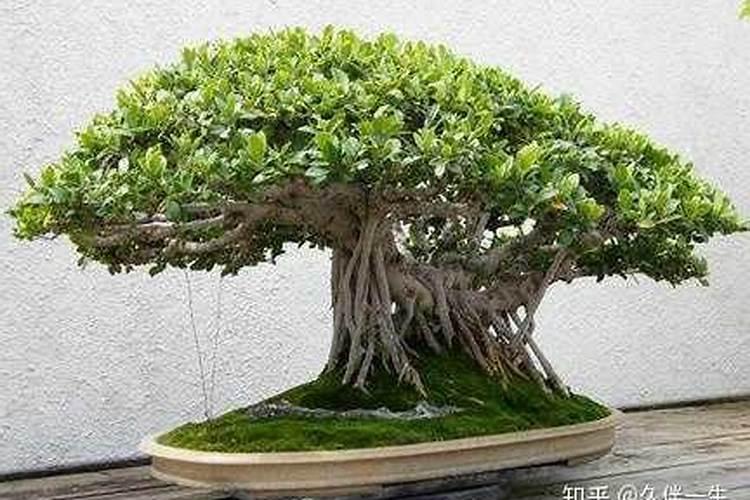 榕树盆景施什么肥料