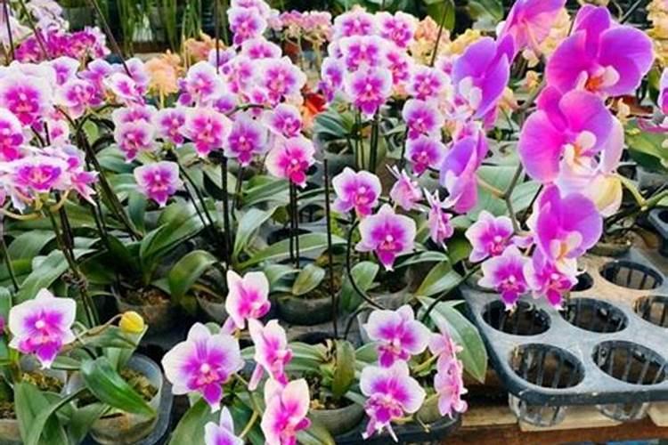 蝴蝶兰开花喂什么肥,怎么施肥