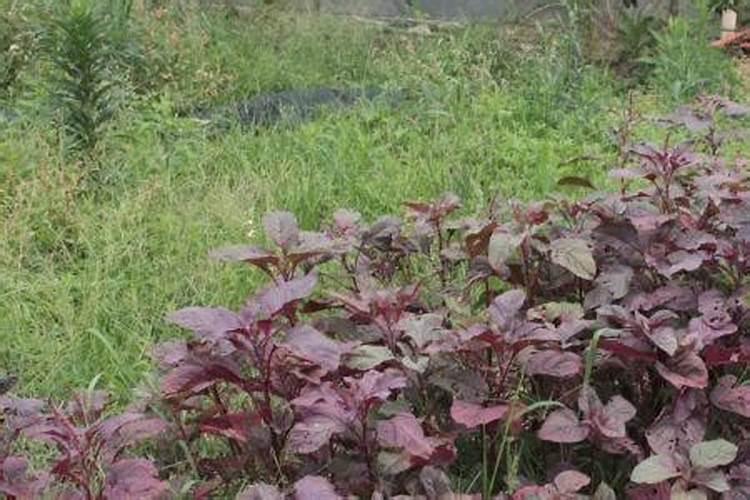 苋菜喜欢什么肥料