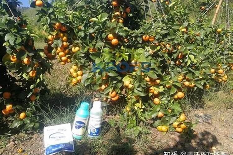 高磷水溶肥什么时候用？